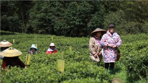 懷景懷鄉懷味 | 會同寶田茶飄香 春日采茶忙